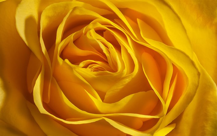 bouton de rose jaune, fond de boutons de rose, roses jaunes, fond de roses, fond floral jaune