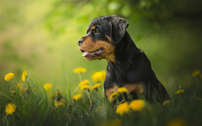 Cachorro Rottweiler, flores, filhote de cachorro, bokeh, animais de estima&#231;&#227;o, cachorros, animais fofos, Rottweiler