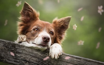 Border Collie, close-up, pets, cute animals, brown border collie, dogs, Border Collie Dog