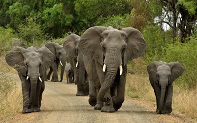 elefanter, familj, Afrika, liten elefant, flock, vilda djur