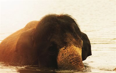 Elefante indio, cub, la fauna, la nataci&#243;n elefante, Elephas maximus indicus, elefantes