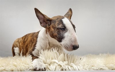 Bull Terrier, close-up, dogs, puppy, brown Bull Terrier, pets, Bull Terrier Dog