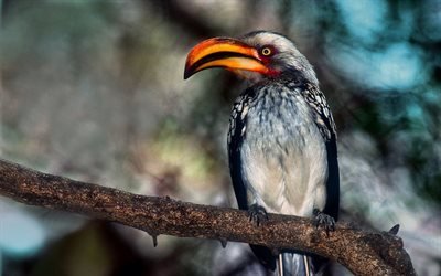 Hornbill, wildlife, bokeh, branch, Bucerotidae