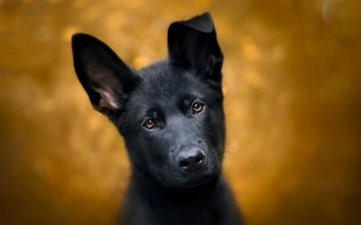 Black German Shepherd, puppy, dogs, pets, close-up, German Shepherd Dog