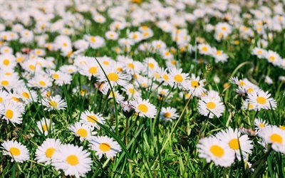 chamomile, summer, lawn, Meadow, white flowers, daisy