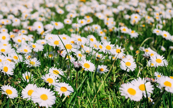 ダウンロード画像 カモミール 夏 芝生 草原 白い花 デイジー フリー のピクチャを無料デスクトップの壁紙