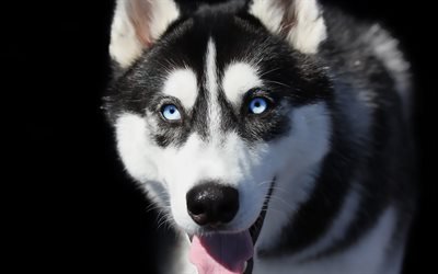 Husky, koira, jolla on siniset silm&#228;t, valkoinen harmaa koira, lemmikit