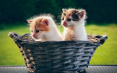 little kittens, sunset, evening, kittens in the basket, cute animals, pets, cats