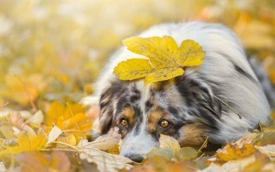 Australian Shepherd, autumn, Aussie, yellow leaves, pets, dogs, Australian Shepherd Dog, Aussie Dog
