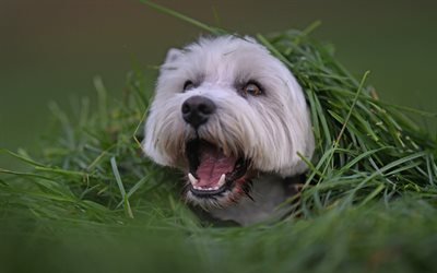 المرتفعات الغربية الكلب الأبيض, مضحك الكلب الأبيض, العشب الأخضر, الحيوانات لطيف, أبيض مجعد الكلب
