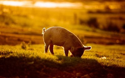 lech&#243;n, puesta de sol, peque&#241;o cerdo de granja, cerdos, animales divertidos, mascotas, lechones