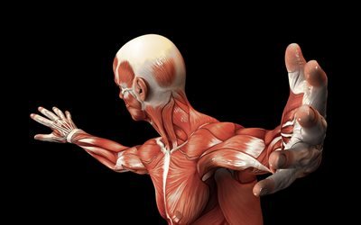 muskler av m&#228;nskliga, anatomi, vetenskap, utbildning begrepp, axel muskler, hals, arm muskler