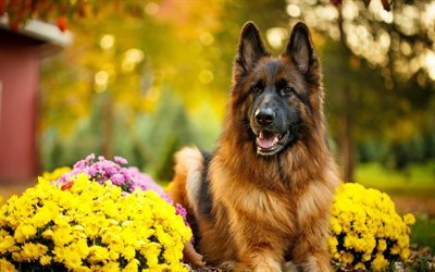 German Shepherd, flowers, bokeh, pets, dogs, German Shepherd Dog