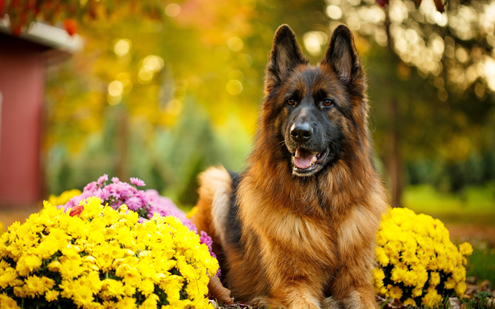 Berger allemand, fleurs, bokeh, les animaux de compagnie, chiens, Chien de Berger allemand