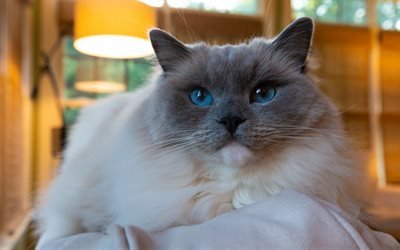 Balinese cat, white fluffy cat, blue eyes, cute animals, breed of domestic cat