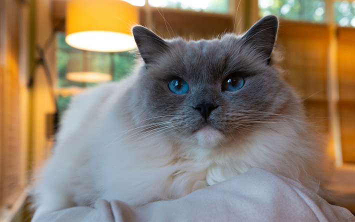 El gato balin&#233;s, blanco esponjoso de gato, ojos azules, animales lindos, de la raza de gato dom&#233;stico