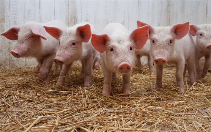 rosa lechones de la granja, los cerdos, animales divertidos, cinco cerdos