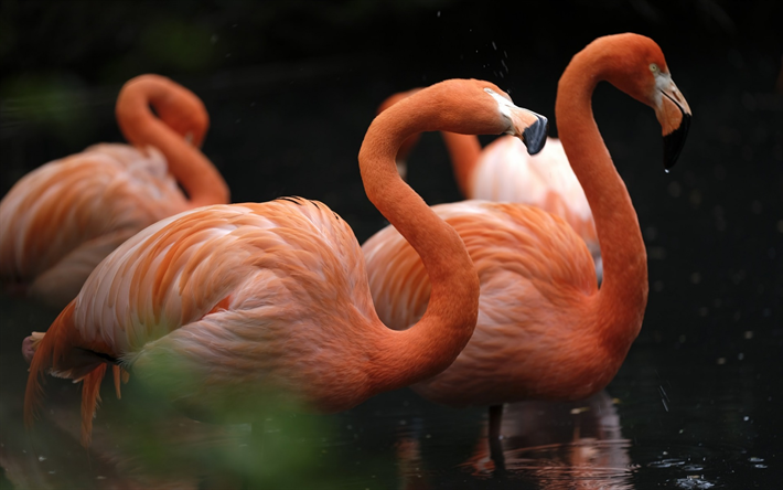 flamingos cor de rosa, lago, belas aves, a vida selvagem, flamingos