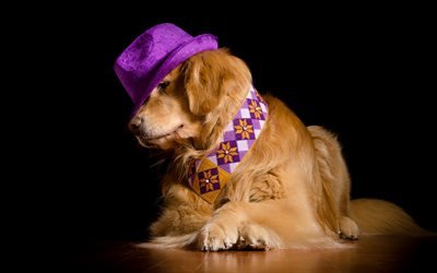 リー, ラブラドール, 紫の帽子, 茶犬, ペット, かわいい動物たち
