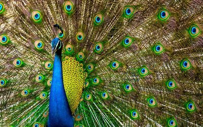 Peafowl, peacock, Pavo, colorful birds, Phasianidae