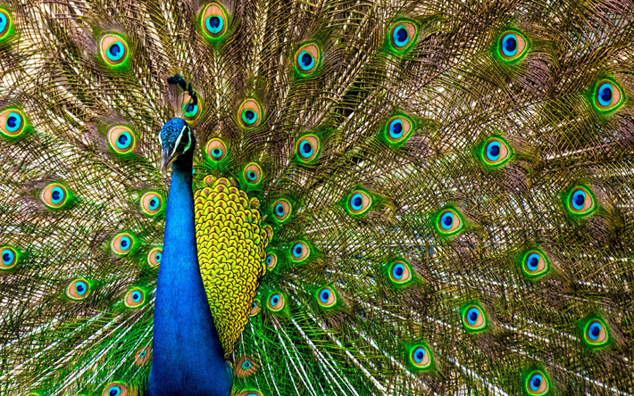 P&#229;f&#229;gel, peacock, Pavo, f&#228;rgglada f&#229;glar, Phasianidae