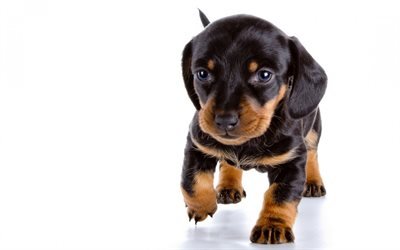 dachshund, small puppy, cute animals, black small dog, pets