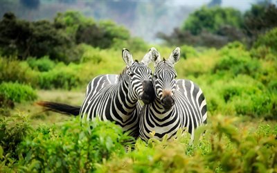 Afrika, zebror, savannah, betesmark, vilda djur, zebra, Hippotigris