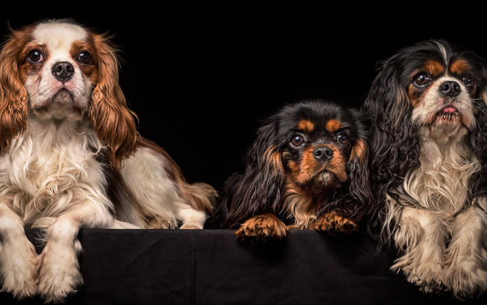 Cavalier King Charles Spaniel, curly dogs, three dogs, pets, breeds of domestic dogs, spaniel
