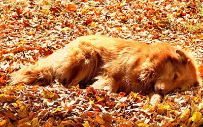Toller, autumn, pets, cute animals, Nova Scotia Duck Trolling Retriever, dogs, Toller Dog