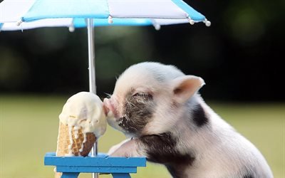 funny pig, ice cream, piglet, small pig, funny animals, pets, pigs, piglets