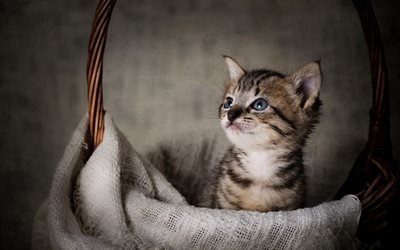 small gray kitten, cat in the basket, cute pets, small animals, cats, American Bobtail