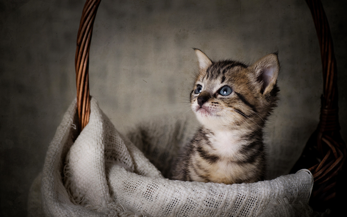 piccolo grigio gattino, gatto nel cestino, carino animali domestici, animali di piccola taglia, gatti, Bobtail Americano