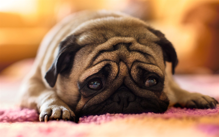 Pug, sad dog, puppy, dogs, sad eyes, pets, cute animals, Pug Dog