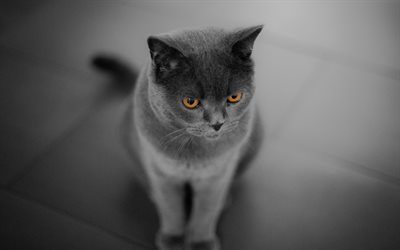 British Shorthair Cat, 4k, bokeh, close-up, domestic cat, cats, cute animals, British Shorthair