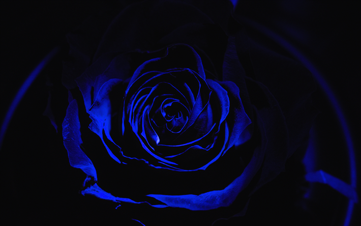 4k, sininen ruusu, pimeys, l&#228;hikuva, ruusut, sinisi&#228; kukkia, sinisi&#228; ruusuja