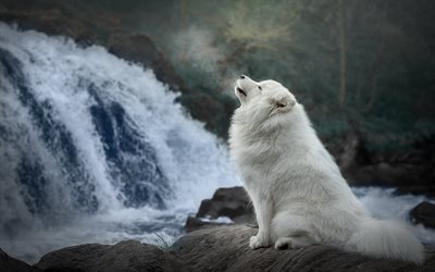 Samoyed, forest, white dog, cute animals, waterfall, furry dog, dogs, pets, Samoyed Dog
