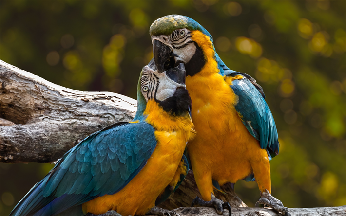 Ara, di coppia, bokeh, pappagalli, ramo, coloratissimi pappagalli