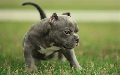 Pit Bull, puppy, lawn, dogs, Pit Bull Terrier, gray Pit Bull, pets, Pit Bull Dog