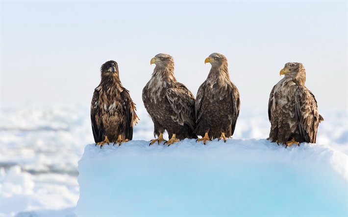 eagles, birds of prey, ruskea kotka, lumi, talvi, kauniita lintuja