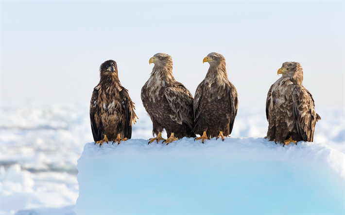 &#225;guilas, aves de presa, marr&#243;n &#225;guila, nieve, invierno, hermosas aves