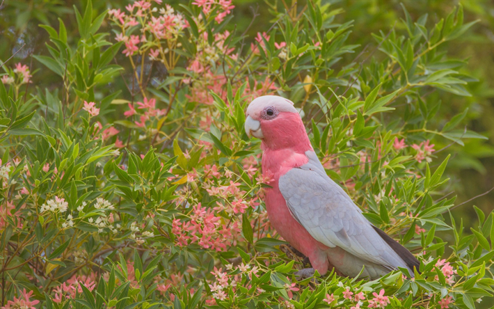 Galah, ارتفع الصدر الببغاء, الببغاء الوردي, جميلة الوردي الطيور, أستراليا, galah الببغاء, وردي على النحو الببغاء, الببغاء