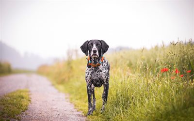 German Shorthaired Pointer, black white dog, pets, spotted dog, field