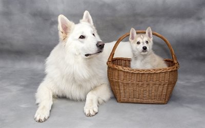White Swiss Shepherd Dog, White Swiss Shepherd, vit stor herde och lilla valp, s&#246;ta djur, hundar, vit valp