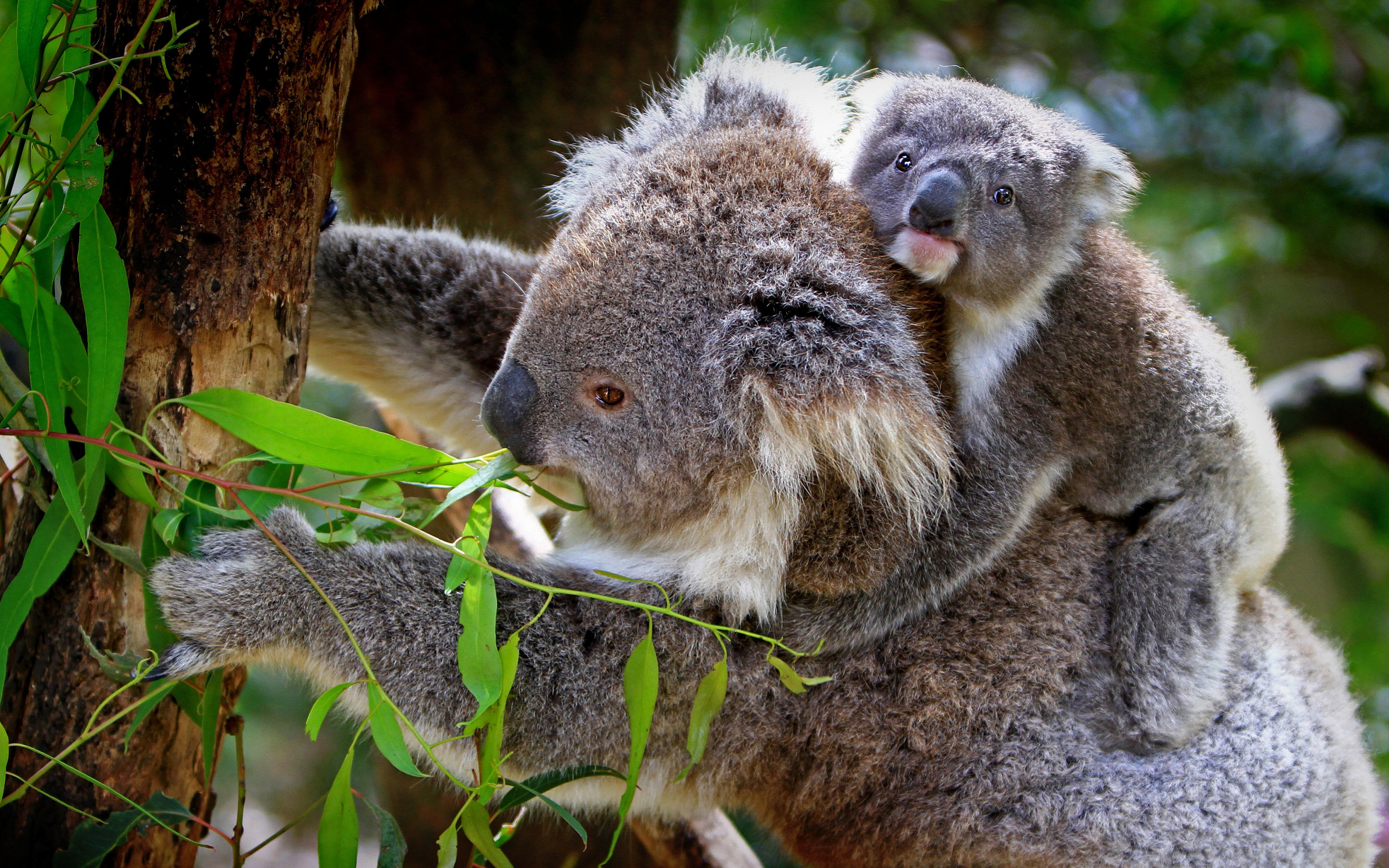 ダウンロード画像 コアラ かわいい動物たち Marsupials 小型コアラ 母と子 画面の解像度 x1800 壁紙デスクトップ上