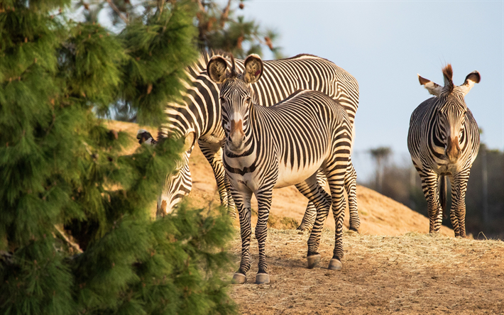 zebror, vilda djur, kv&#228;ll, sunset, Afrika, zebra