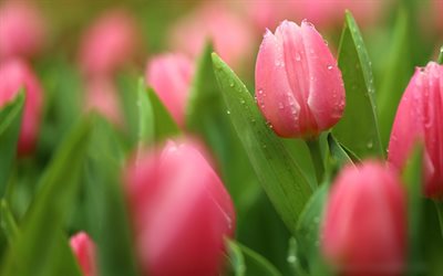 tulipani rosa, fiori primaverili, rugiada, gocce d&#39;acqua, bokeh, fiori rosa, bellissimi fiori, tulipani