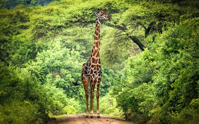 Giraff, vilda djur, savann, Afrika, HDR, sommar, Giraffa