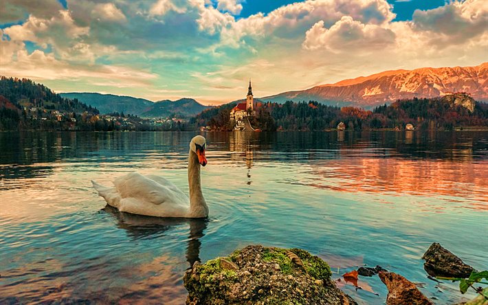 Lago di Bled, cigno, natura bellissima, tramonto, Alpi Giulie, Carniola, estate, Slovenia, Europa