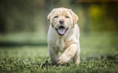 ラブラドール、コリー, 少しの可愛い子犬, 緑の芝生, ベージュのラブラドール, 小型犬