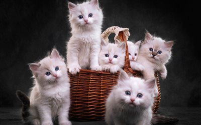 ragdoll, pienet pennut, kissan perhe, s&#246;p&#246; p&#246;rr&#246;inen valkoinen pennut, pikku kissat